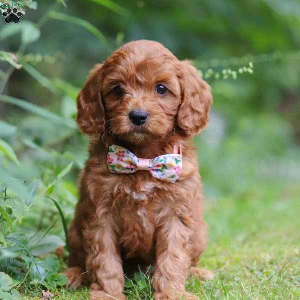 Faith, Cavapoo Puppy